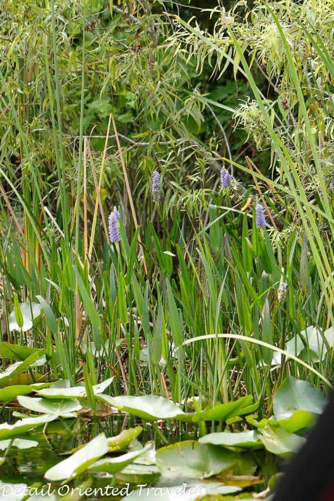 Everglades Tour-4