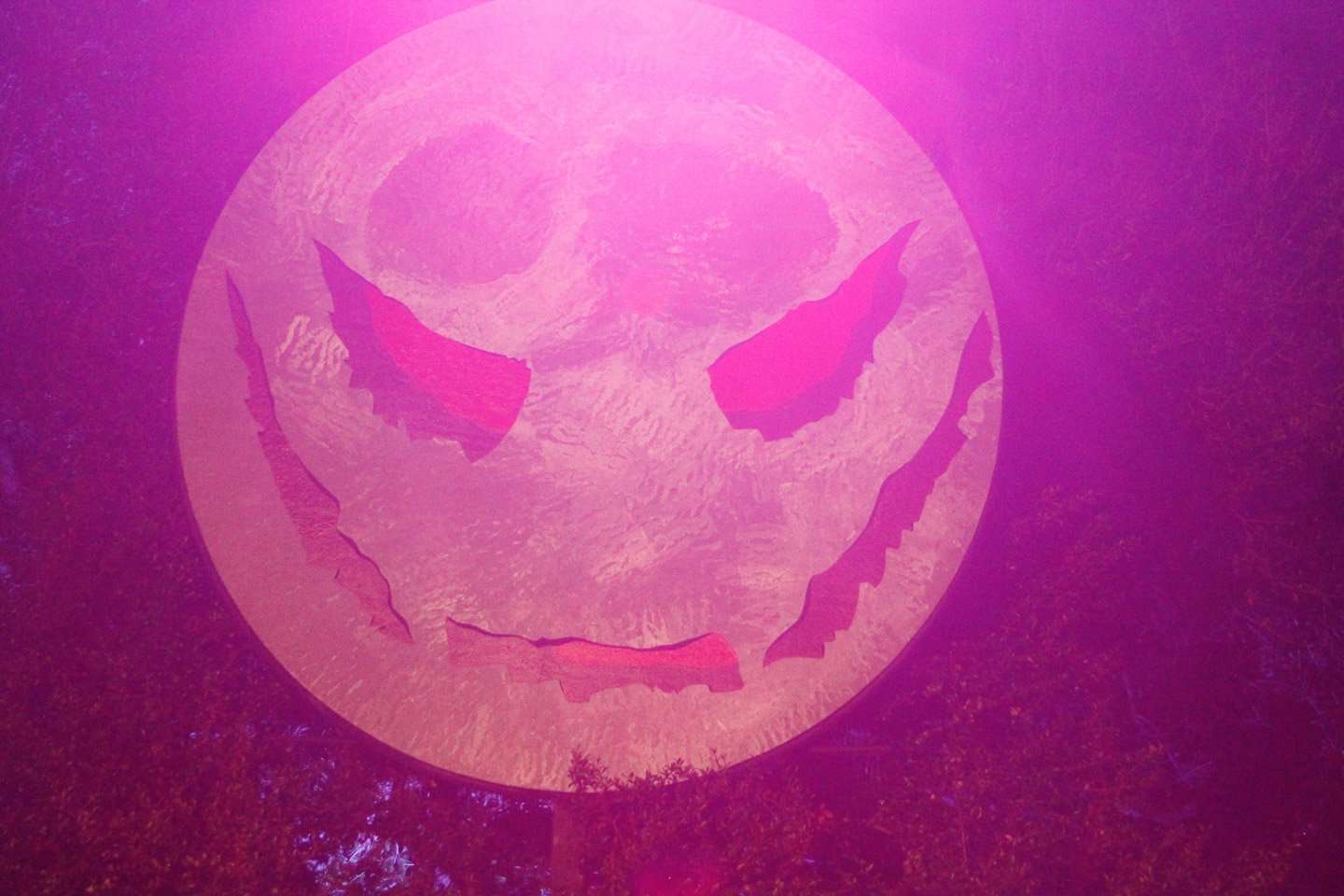 Halloween At Tampa's Lowry Park Zoo Creatures Of The Night