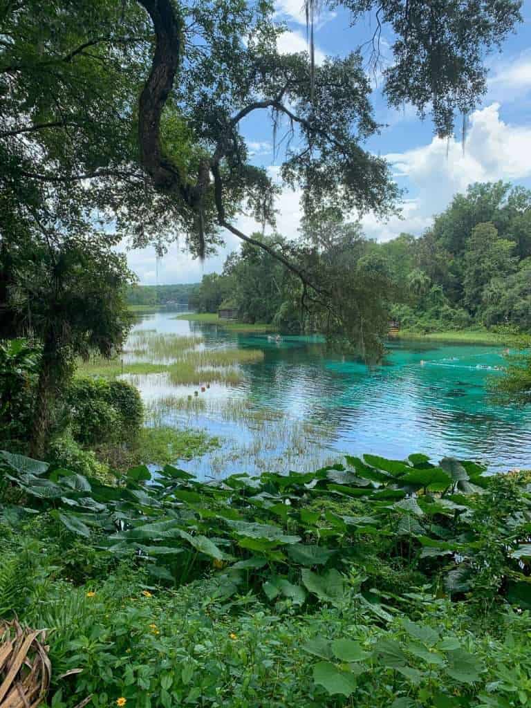 picture of rainbow springs, with clear water and trees and vegetation