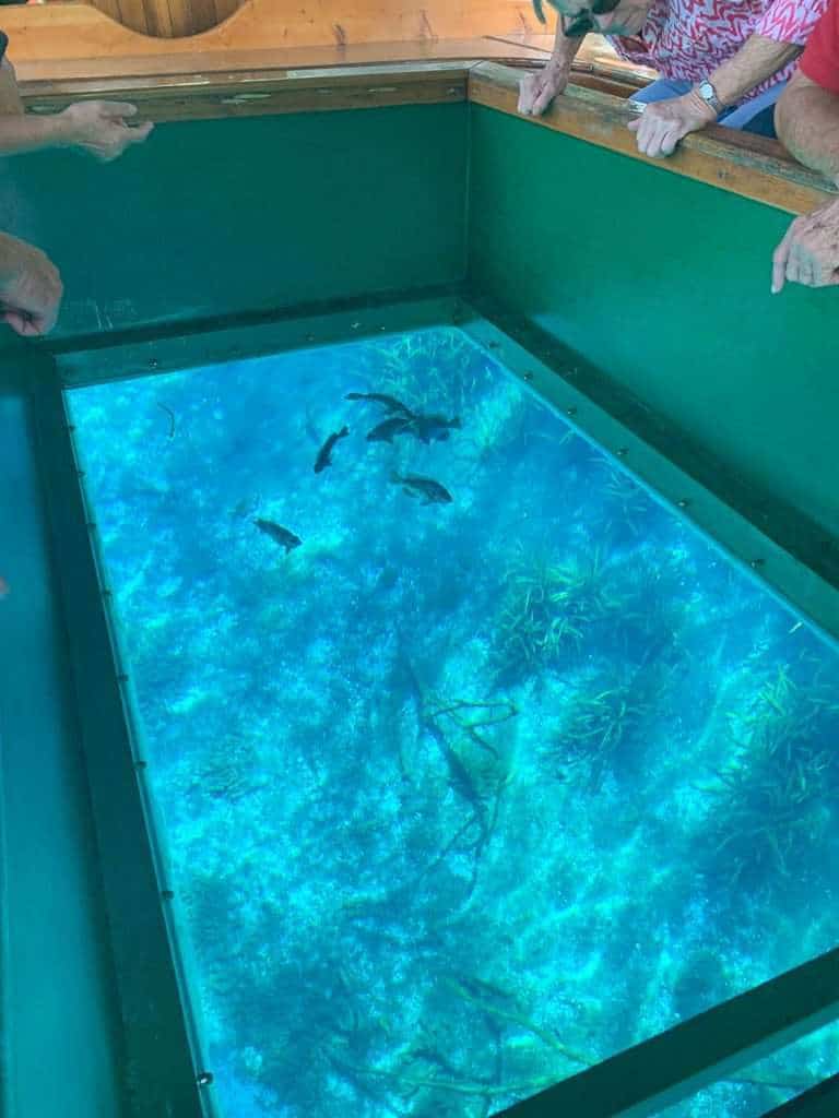 picture through the glass bottom boat in Silver Springs