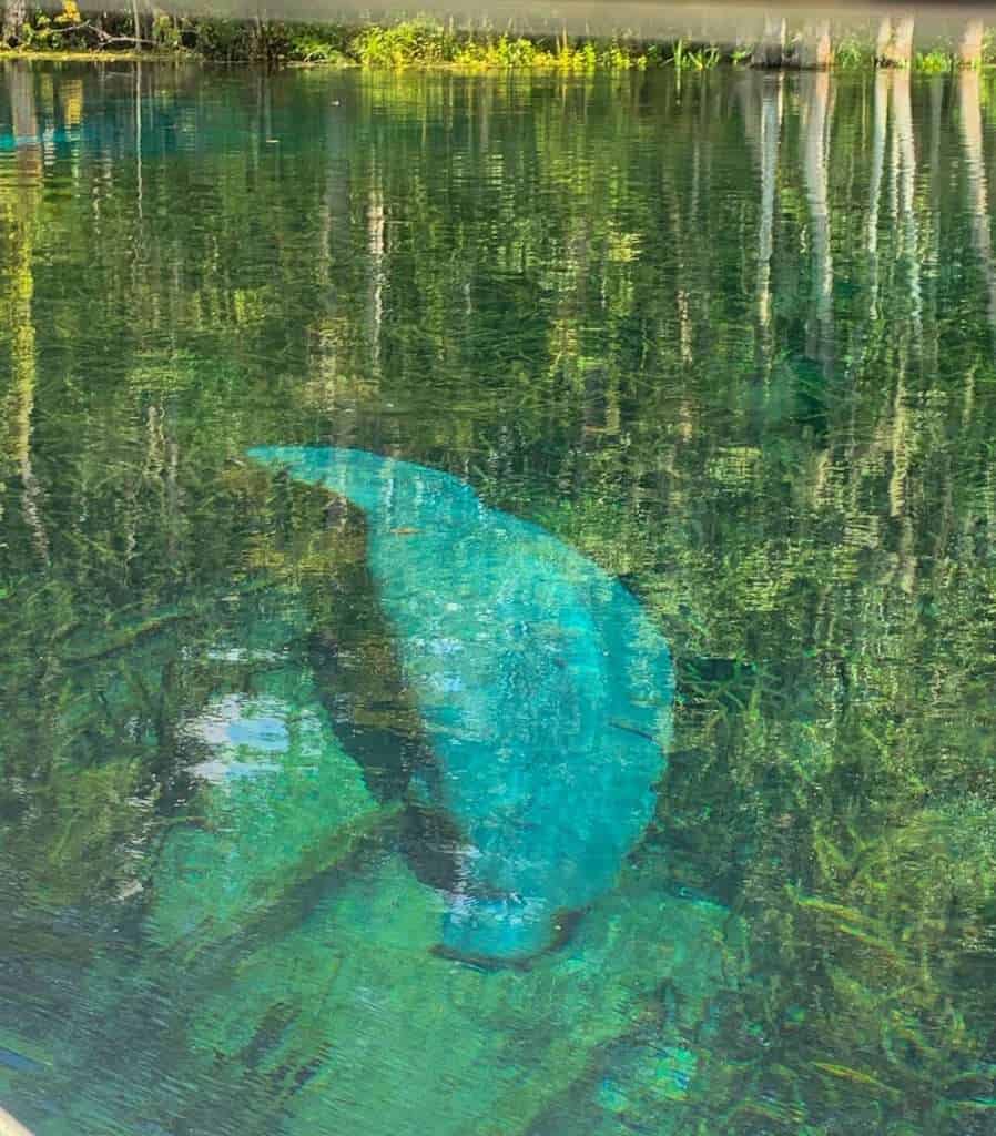 a manatee underwater at Silver Springs