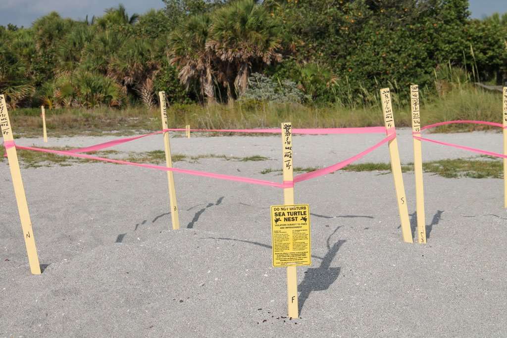 facts about florida beaches 4 If you're planning a trip to the Florida beaches, there are a few things you need to know before you go. The fact that Florida is a peninsula and nearly surrounded by water means we have plenty of beaches. They are as varied a the state itself. However, these things remain the same no matter where you go in the state.
