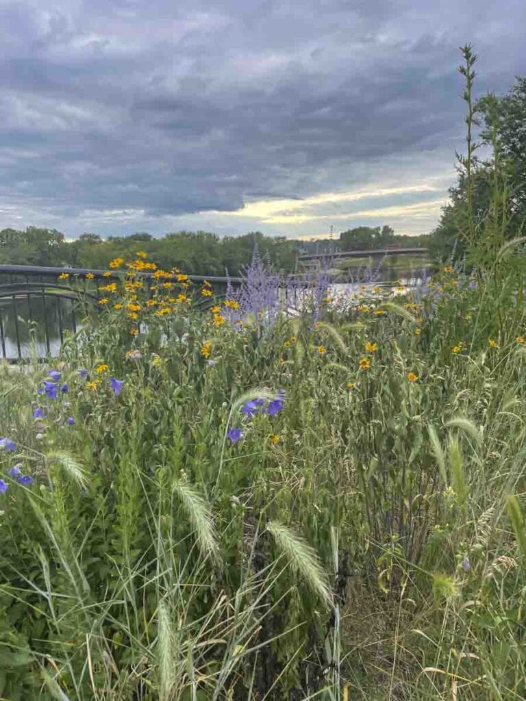 A lush field of wildflowers including yellow, purple, and blue blooms under a cloudy sky. In the background, a bridge spans a body of water surrounded by green trees. This scene captures the tranquility of nature amidst an overcast day; truly one of the best places to visit in the fall.