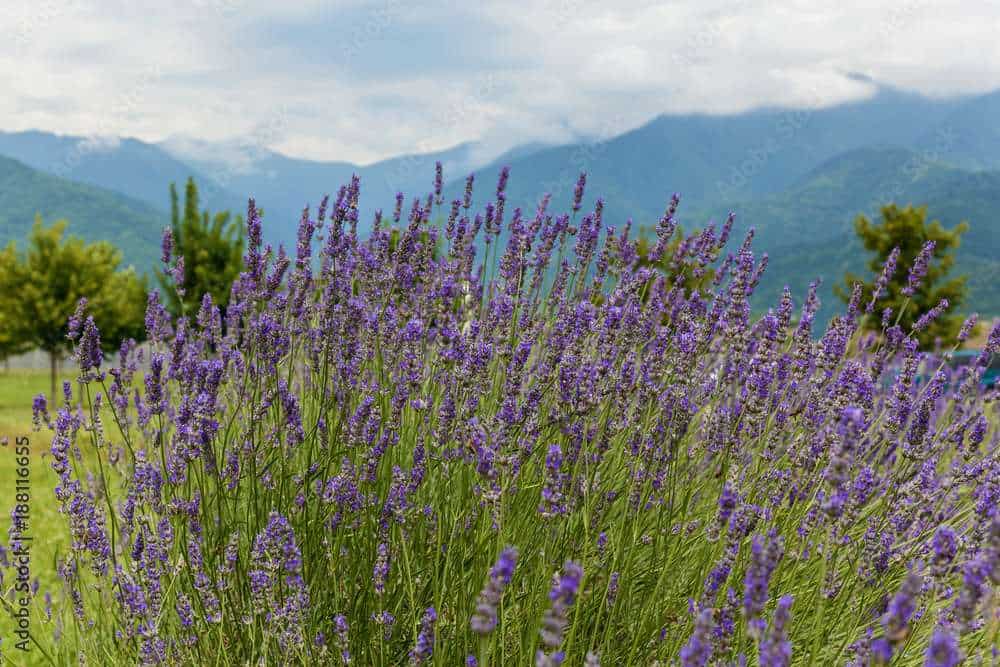 Lavender against the background of mountains and sky, Georgia. Lavender against the background of mountains.