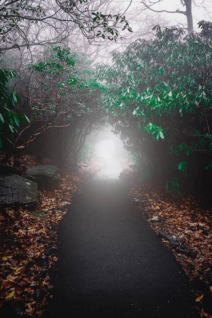 Brasstown Bald Hiking trail in North Georgia Mountains. paved trail with fallen leaves and tunnel of trees.