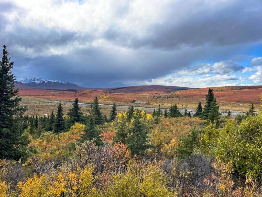 Fall in Denali National Park with red covered mountains, yellow aspens, and green pines.