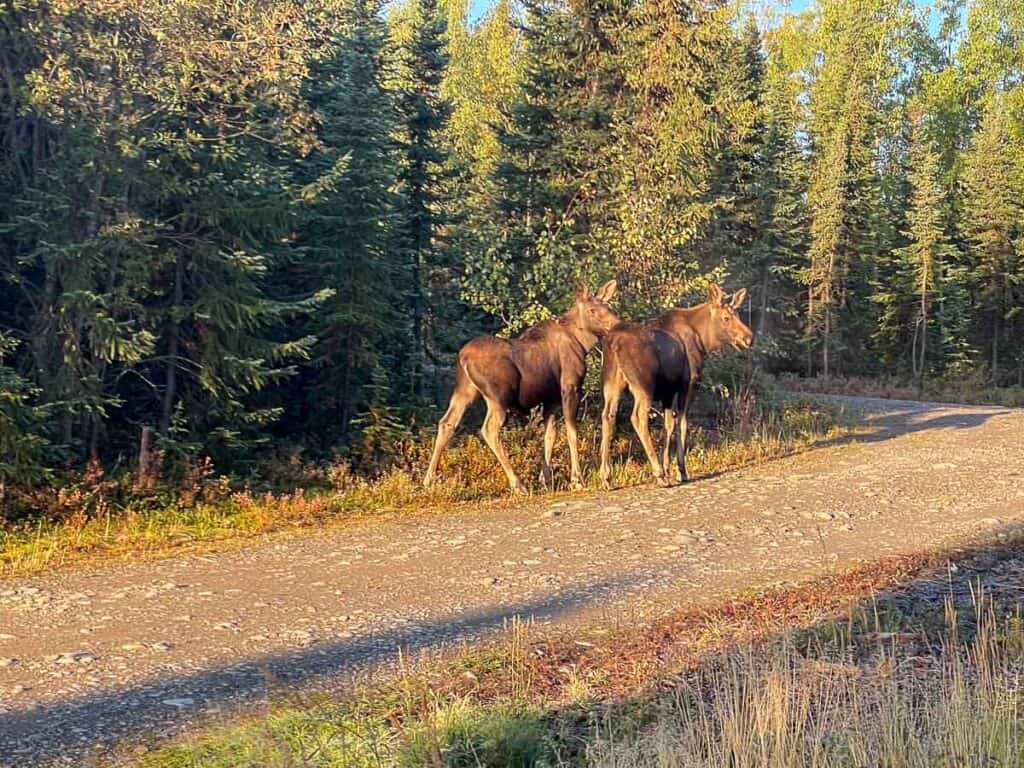 2 young moose in front of pine trees on a dirt road.