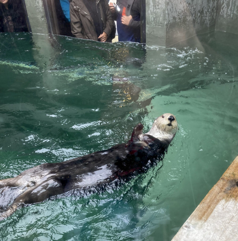 A sea otter floats on its back in a glass-enclosed aquarium, looking at the camera. Visitors, possibly with CityPASS tickets in hand, are visible outside the enclosure, eagerly observing the playful otter—a moment that makes their city visit truly worth it.