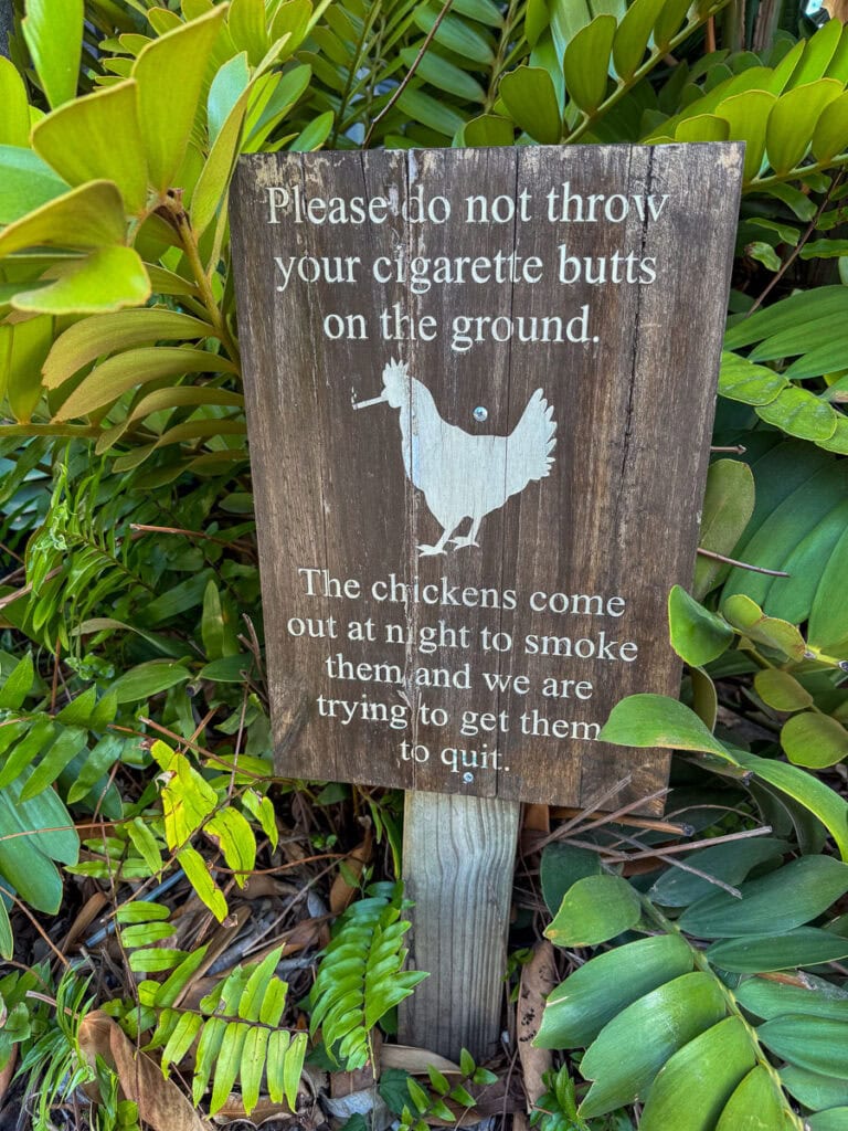 A wooden sign among green plants reads: “Please do not throw your cigarette butts on the ground. The chickens come out at night to smoke them and we are trying to get them to quit,” with a chicken illustration—a quirky stop you won’t want to miss on your New Smyrna Beach itinerary.