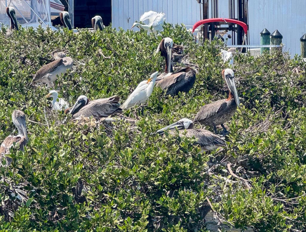Several pelicans and egrets stand and rest among dense green shrubs near a waterfront, with boats and a white building in the background—a tranquil scene you might encounter on your New Smyrna Beach itinerary.