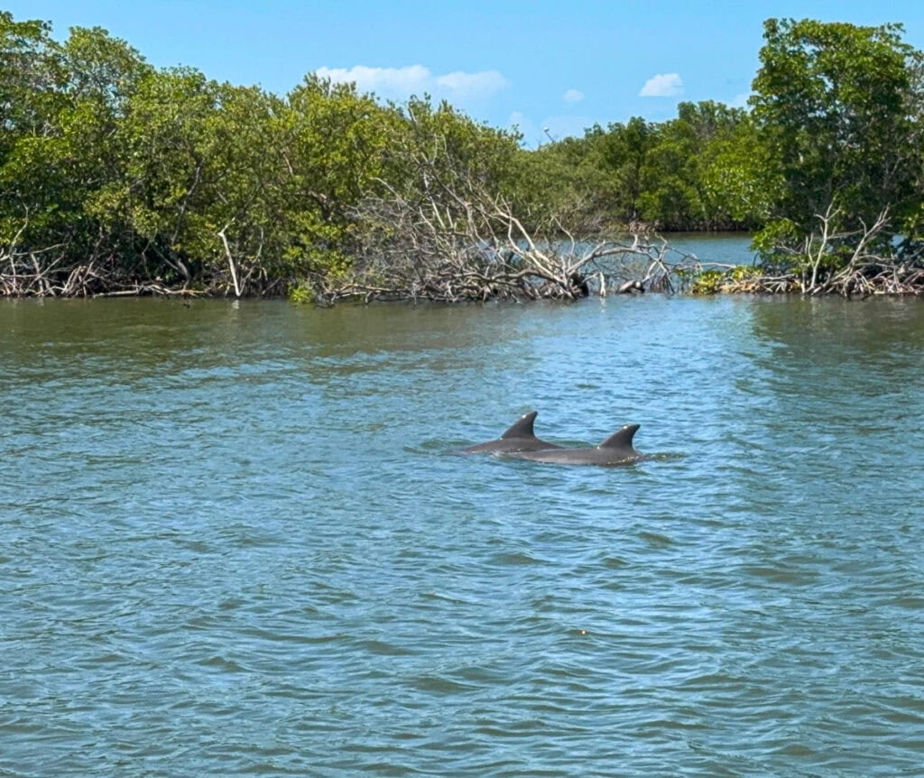 Two dolphins swim near the surface of calm water, with green mangrove trees in the background under a blue sky with scattered clouds—a perfect addition to any New Smyrna Beach itinerary.