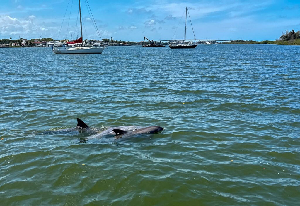 Two dolphins swim near the surface of a blue, sunny bay with sailboats, a bridge, and a distant shoreline visible in the background—a perfect scene to add to any New Smyrna Beach itinerary.