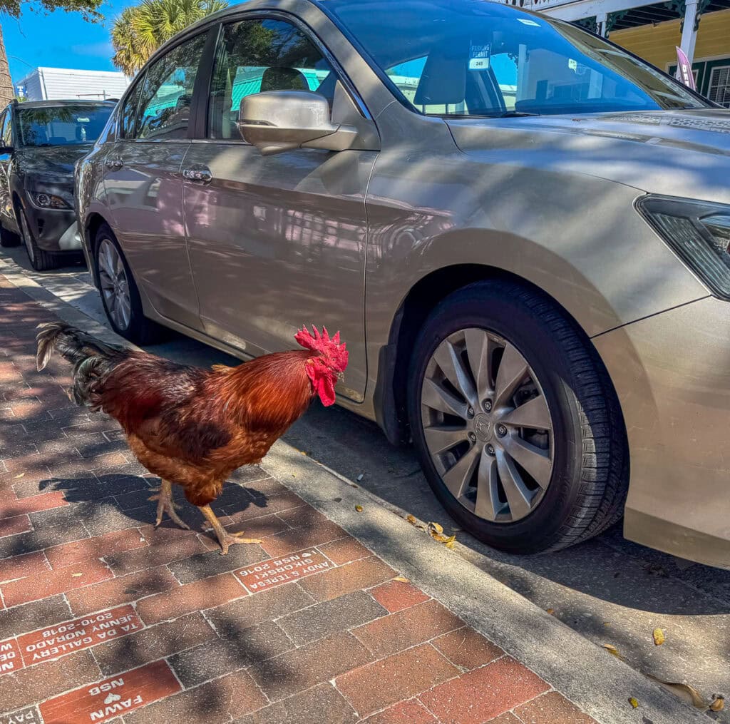 A rooster walks on a brick sidewalk next to a parked beige car on a sunny day, with trees and other vehicles in the background—an unexpected yet charming sight you might encounter while exploring your New Smyrna Beach itinerary.