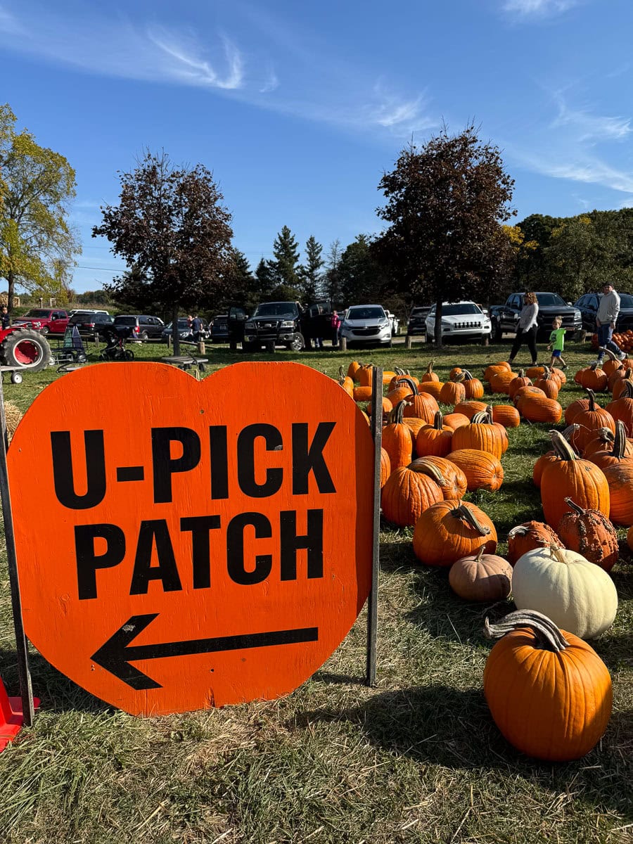 Pumpkin patch with an orange sign reading “U-PICK PATCH” and an arrow pointing left. Dozens of pumpkins are on the grass, cars are parked in the background, and people are visible enjoying a sunny day—one of the classic fall things to do in the Ann Arbor area.