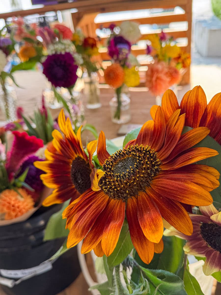 Close-up of vibrant orange and red sunflowers with dark centers, surrounded by assorted colorful flowers in soft focus, displayed on a table at an outdoor market—one of the perfect fall things to do in the Ann Arbor area.